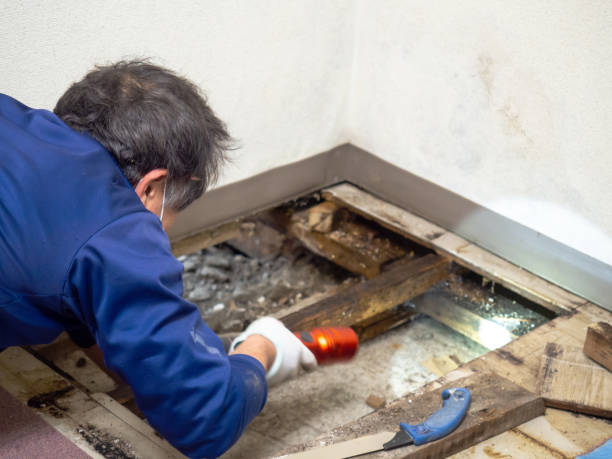 Best Industrial Mold Remediation in Sonterra, TX