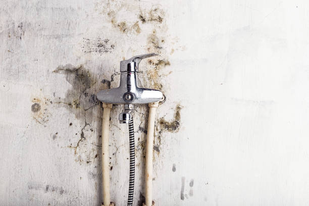 Best Mold Remediation for Specific Building Types in Sonterra, TX
