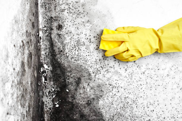 Best Mold Testing and Inspection Services in Sonterra, TX