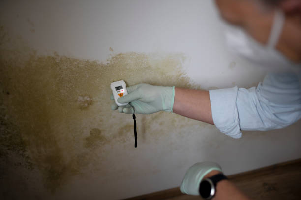 Best Basement Mold Remediation in Sonterra, TX