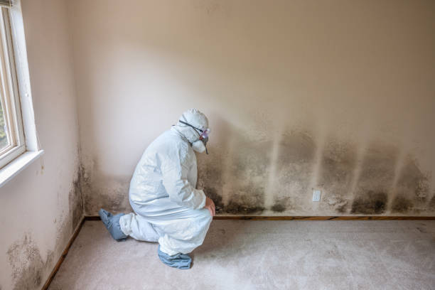 Best Basement Mold Remediation in Sonterra, TX