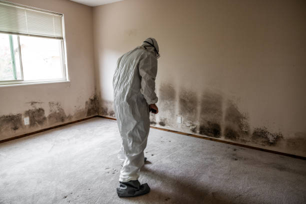 Best Health and Safety Mold Remediation in Sonterra, TX