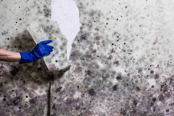 Best Preventive Mold Services in Sonterra, TX