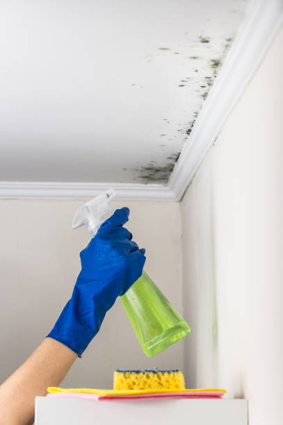 Best Commercial Mold Remediation in Sonterra, TX